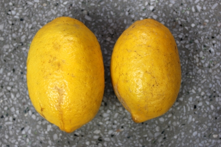 Galgal, Hill lemon, Citrus pseudolimon, Rutaceae, fruit grown in NW India with oblong fruits finally turning yellow with with white pulp, highly acidic, used as pickle の写真素材