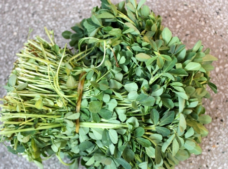 Fenugreek, Greek cloverの写真素材