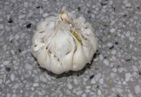 artichoke garlicの写真素材