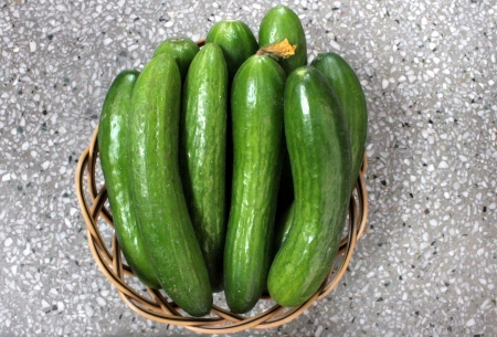Persian cucumberの写真素材