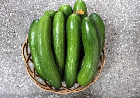 Persian cucumberの写真素材