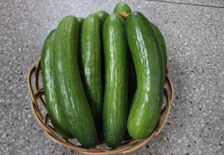 Persian cucumberの写真素材