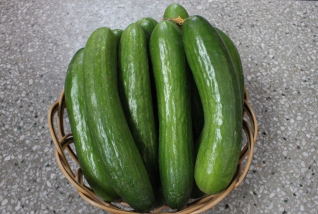 Persian cucumberの写真素材