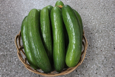 Persian cucumber, Cucumis sativus, burpless thin skinned cucumber with bumpy skin, consumed without removing skin の写真素材
