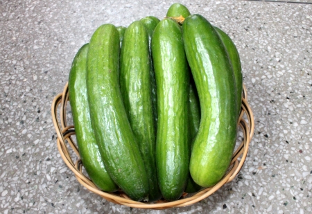 Persian cucumber, Cucumis sativus, burpless thin skinned cucumber with bumpy skin, consumed without removing skin の写真素材