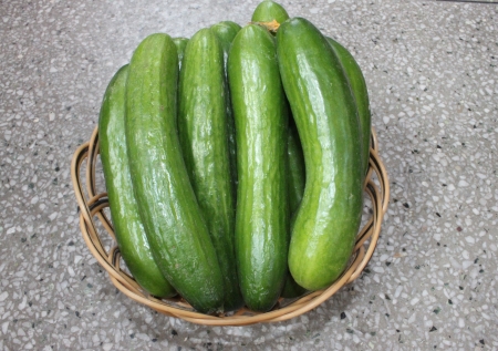 Persian cucumber, Cucumis sativus, burpless thin skinned cucumber with bumpy skin, consumed without removing skin の写真素材