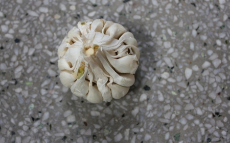 Artichoke garlic, Allium sativumの写真素材