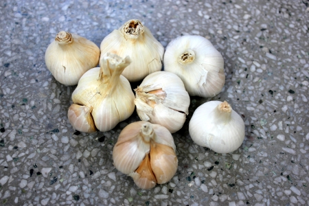 Porcelain garlic, Allium sativum, garlic variety with 6-8 large cloves, hard stem, skin white smooth, used as spice and, chutneys, sauces  の写真素材