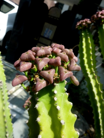 Royle s spurge, danda thor, Euphorbia royleana, shrub or tree with winged stem with short spines and flowers in cyathia, wild in Himalayas, planted also  の写真素材