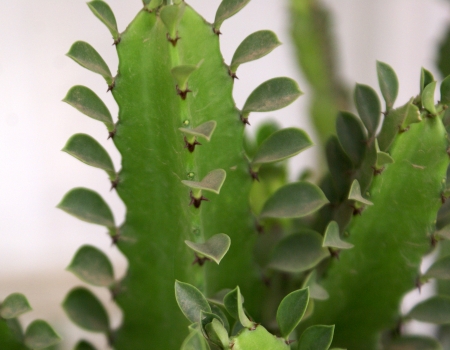 African milk tree, Euphorbia trigona, Shrub or small tree with three winged stem and spines, leaves small along wings                     の写真素材