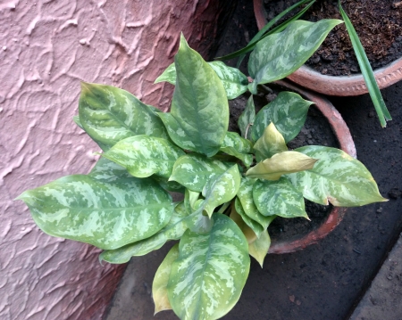 Aglaonema commutatum, foliage plant with variegated leaves often planted in pots の写真素材