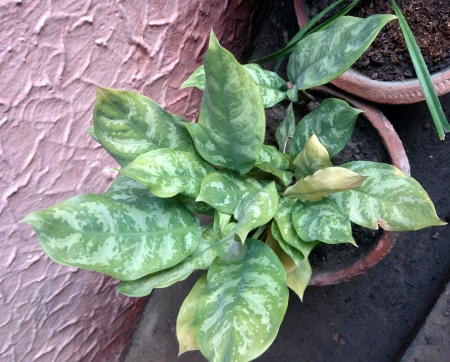Aglaonema commutatum, foliage plant with variegated leaves often planted in pots の写真素材