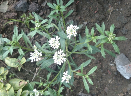 Candytuft, Iberis amara, Brassicaceae, Garden ornamental herb with toothed leaves and white irregular flowers の写真素材