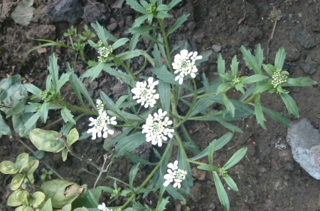 Candytuft, Iberis amara, Brassicaceae, Garden ornamental herb with toothed leaves and white irregular flowers の写真素材