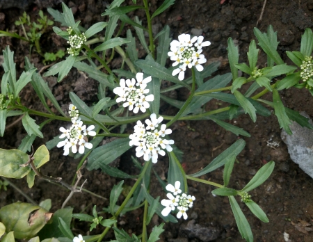 Candytuft, Iberis amara, Brassicaceae, Garden ornamental herb with toothed leaves and white irregular flowers の写真素材