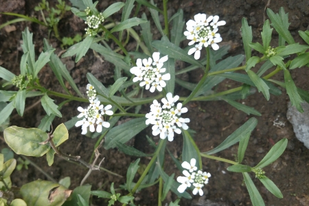 Candytuft, Iberis amara, Brassicaceae, Garden ornamental herb with toothed leaves and white irregular flowers の写真素材