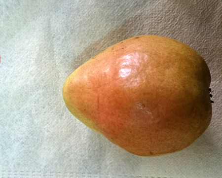 Comice pear, Pyrus communis, sweet juicy pear with greenish yellow fruit with red blush and short neck の写真素材