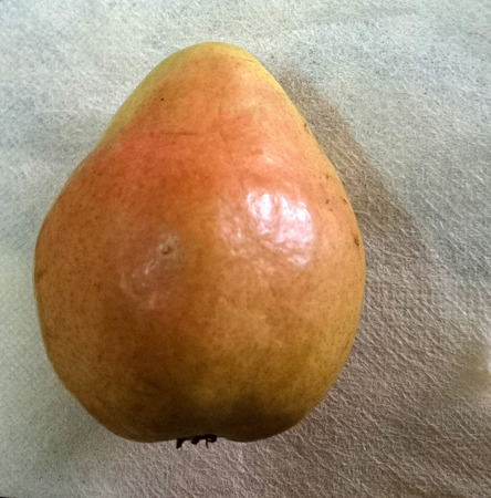 Comice pear, Pyrus communis, sweet juicy pear with greenish yellow fruit with red blush and short neck の写真素材