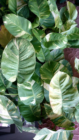Devil s ivy, golden pothos, hunter s robe, ivy arum, Epipremnum aureum, Scindapsus aureus, very popular foliage plant often climbing on supports or tree trunks, popularly known as money plant in India の写真素材