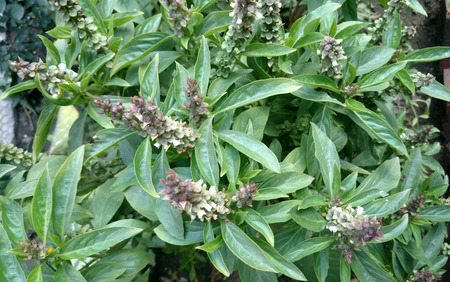 Sweet basil, Ocimum basilicum, Perennial herb with opposite leaves and white flowers, used as culinary herb, Lamiaceae の写真素材