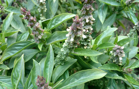 Sweet basil, Ocimum basilicum, Perennial herb with opposite leaves and white flowers, used as culinary herb, Lamiaceae の写真素材