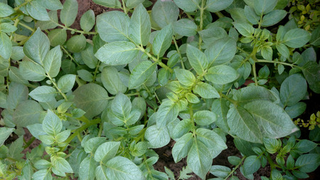 Potato plant, Solanum tuberosum, Solanaceae, cultivated herb with pinnate leaves and underground tubers used as vegetable の写真素材
