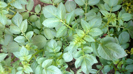 Potato plant, Solanum tuberosum, Solanaceae, cultivated herb with pinnate leaves and underground tubers used as vegetable の写真素材