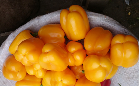 Yellow sweet pepper, Capsicum annuum, annual herb Producing large bell shaped drooping fruits, INITIALLY green, turning yellow and finally red Used in salads, stir-fries and pizza toppingsの写真素材