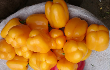 Yellow sweet pepperの写真素材