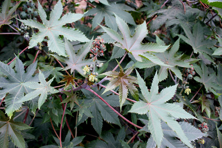 Castor plant, Ricinus communis, suffrutescent plant with large peltate 5-7 lobed leaves and unisexual flowers in terminal inflorescence  Seeds source of castor oil used in industry and medicine の写真素材