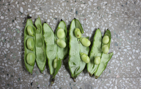 Broad bean, faba bean, fava bean, Vicia faba, Cultivated herb with pinnate leaves, creamish-white flowers and few-seeded pods, young pods and young seeds used as vegetable, mature seeds as pulseの写真素材