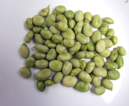 Broad bean, faba bean, fava bean, Vicia faba, Cultivated herb with pinnate leaves, creamish-white flowers and few-seeded pods, young pods and young seeds used as vegetable, mature seeds as pulseの写真素材