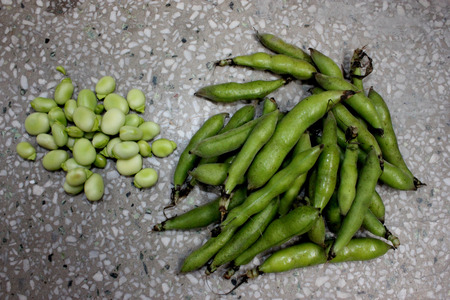 Broad bean, faba bean, fava bean, Vicia faba, Cultivated herb with pinnate leaves, creamish-white flowers and few-seeded pods, young pods and young seeds used as vegetable, mature seeds as pulseの写真素材