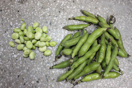 Broad bean, faba bean, fava bean, Vicia faba, Cultivated herb with pinnate leaves, creamish-white flowers and few-seeded pods, young pods and young seeds used as vegetable, mature seeds as pulseの写真素材