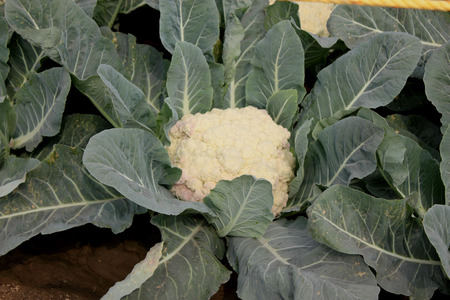 Pusa snowball K-25, Brassica oleracea vr  botrytis, Mass pedigree method of selection from cross of heading broccoli  EC 10376  and Pusa Snowball, high yielding and late maturing resistant to black rot の写真素材