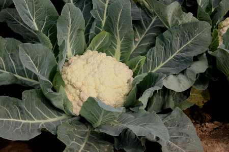 Pusa snowball K-25, Brassica oleracea vr  botrytis, Mass pedigree method of selection from cross of heading broccoli  EC 10376  and Pusa Snowball, high yielding and late maturing resistant to black rot の写真素材