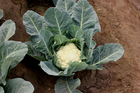 Pusa snowball K-1, Brassica oleracea var  botrytis, developed in 2004, mass selection from  EC 12012, light green serrated leaves and long lasting compact white curd, tolerant to black rot の写真素材