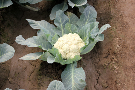 Pusa snowball K-1, Brassica oleracea var  botrytis, developed in 2004, mass selection from  EC 12012, light green serrated leaves and long lasting compact white curd, tolerant to black rot の写真素材