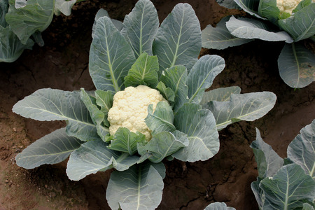 Pusa snowball K-1, Brassica oleracea var  botrytis, developed in 2004, mass selection from  EC 12012, light green serrated leaves and long lasting compact white curd, tolerant to black rot の写真素材