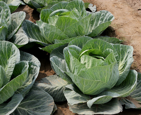 Pusa Drum Head cabbage, Brassica oleracea var  capitata, larger plants light green outer leaves with prominent midribs and venation, Heads large, solid and flat weighing 3 to 4 kg, an early variety,の写真素材