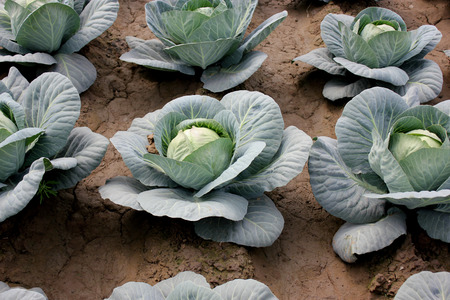 New hybrid cabbage-81, Brassica oleracea var  capitata, hybrid line with small head size, compact head , high field retention capacity, suitable for North Indiaの写真素材