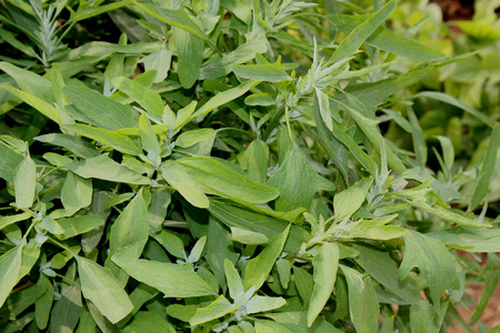 Green bathua, Chenopodium album, Chenopodiaceae, vegetable with green tender leavesの写真素材