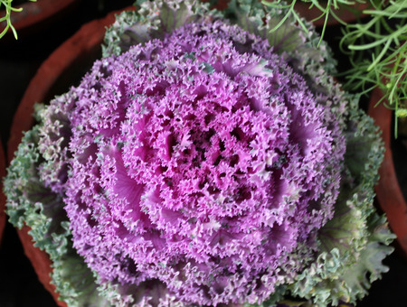 Ornamental kaleの写真素材