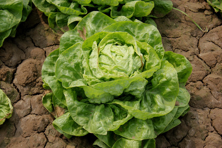 Iceberg lettuce at farm の写真素材