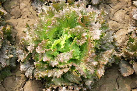 Lolla Rosa Lettuce in farmの写真素材