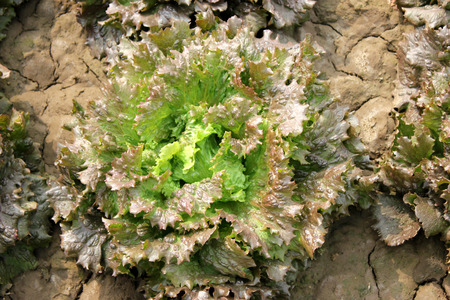 Lolla Rosa Lettuce in farmの写真素材