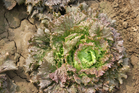 Lolla Rosa Lettuce in farmの写真素材
