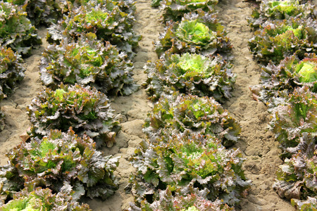 Lolla Rosa Lettuce in farmの写真素材