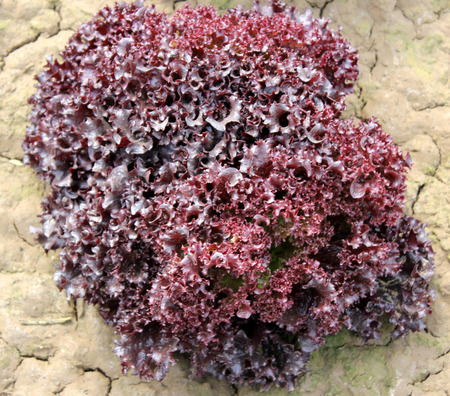 Red Leaf lettuce, Lactuca sativa var  crispa, cultivar with loose-head, red leaves crisped along margin, crisp, suitable for salad mixturesの写真素材