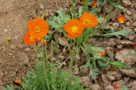  Iceland poppy, Arctic poppy, ornamental herb with basal rosette of leaves, and white to orange flowers on a long drooping stalk, fruit capsuleの写真素材
